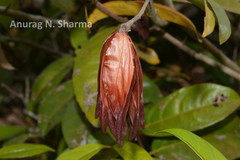 Loeseneriella arnottiana